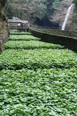 わさび田・わさび料理