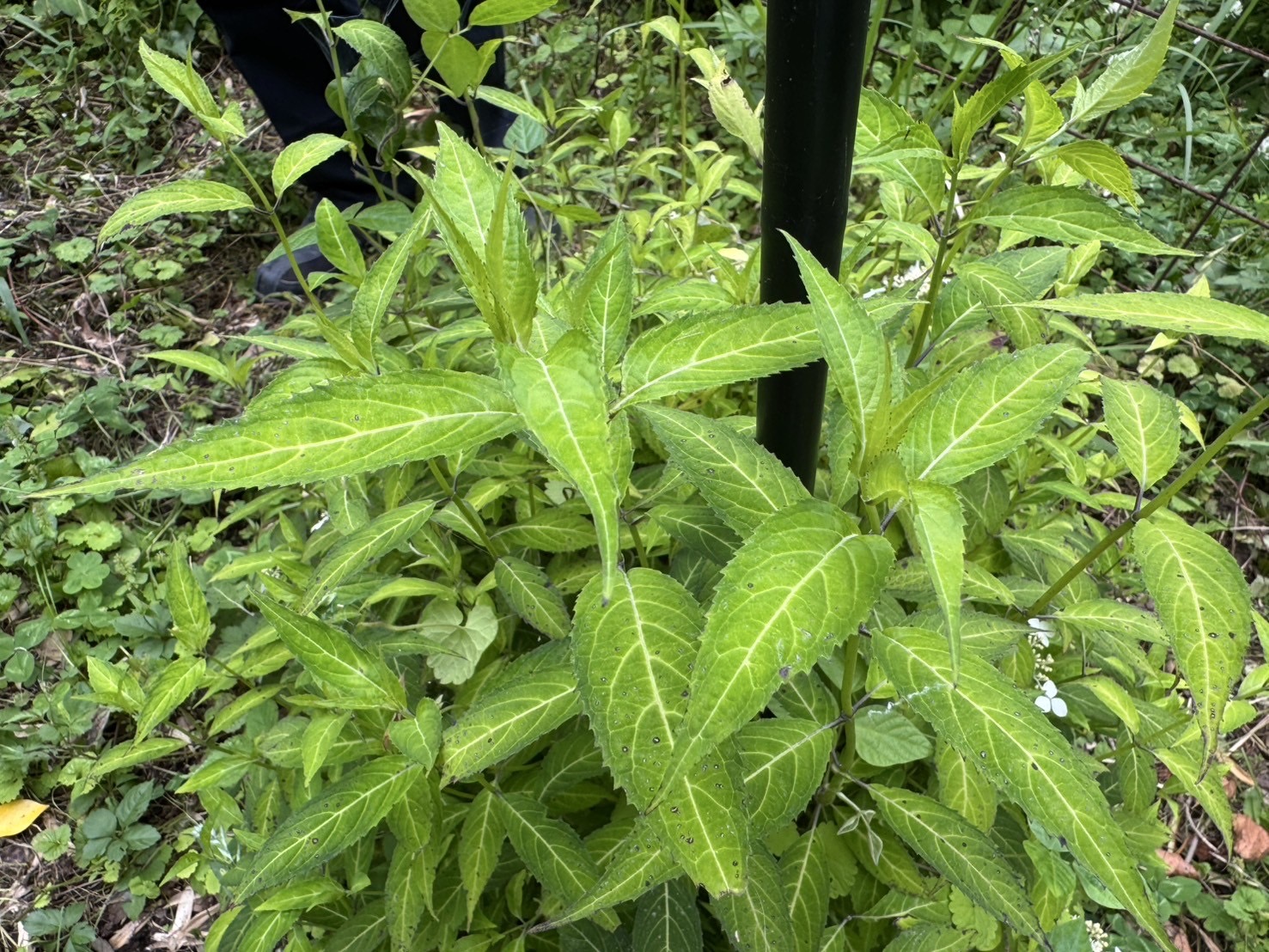 天城甘茶（アマギアマチャ）