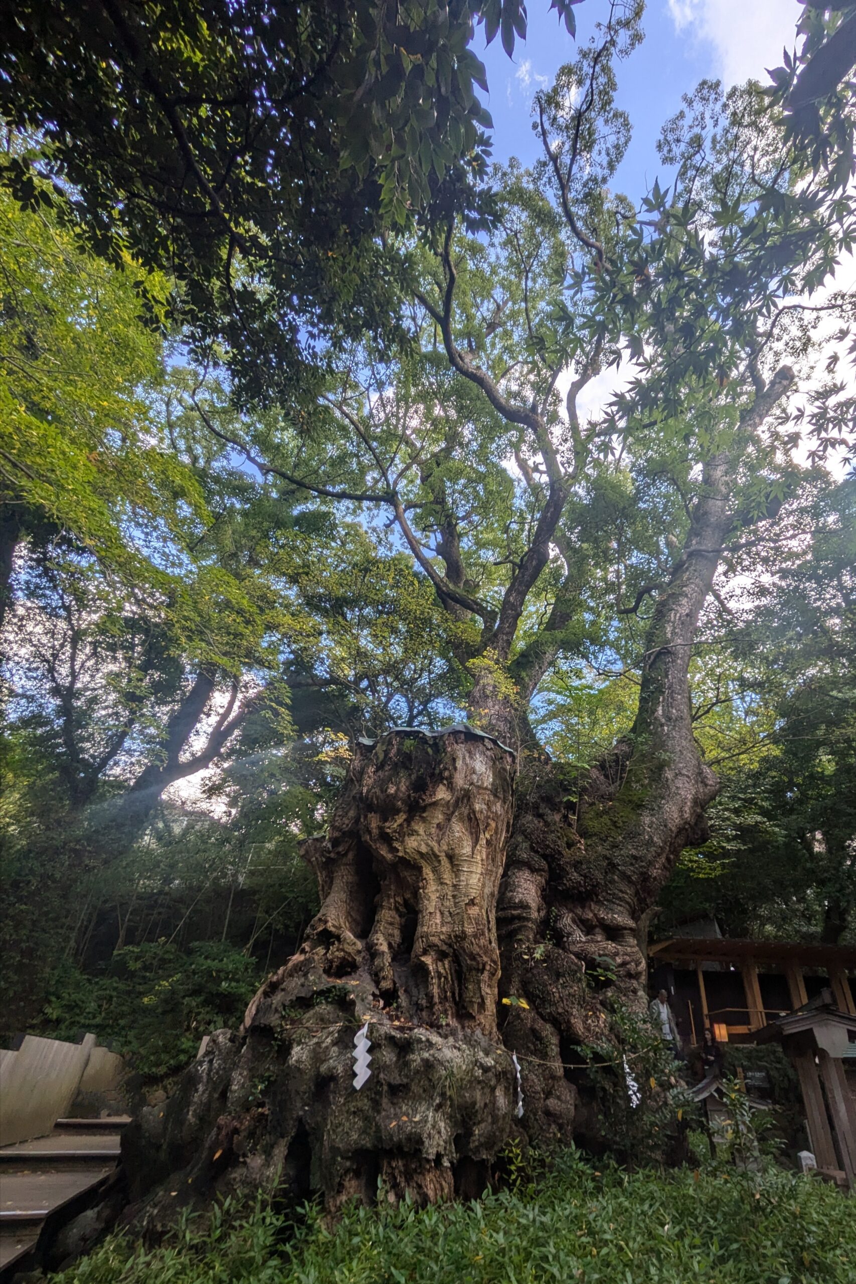 阿豆佐和気神社大クス（来宮神社大クス）