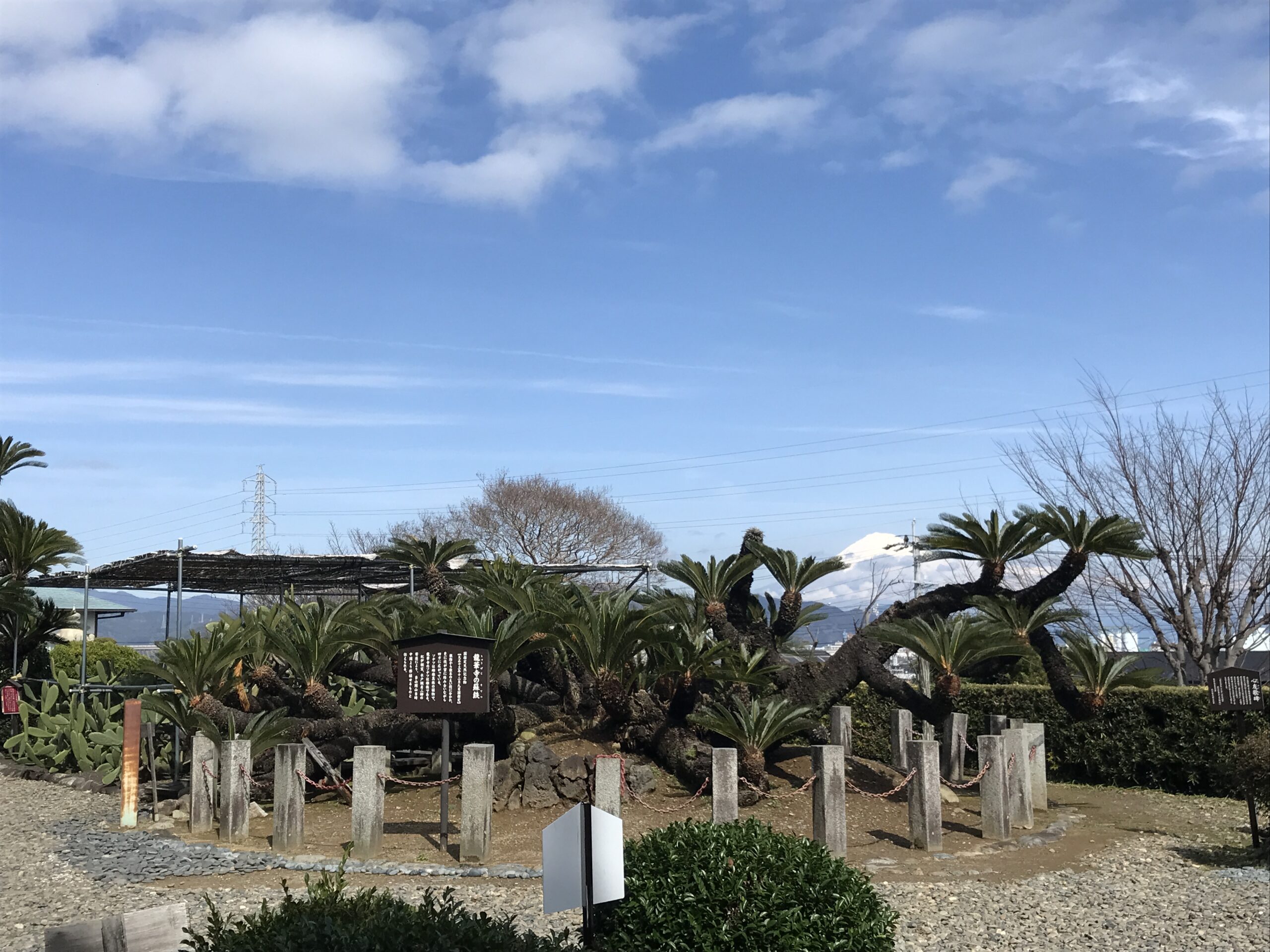 龍華寺のソテツ