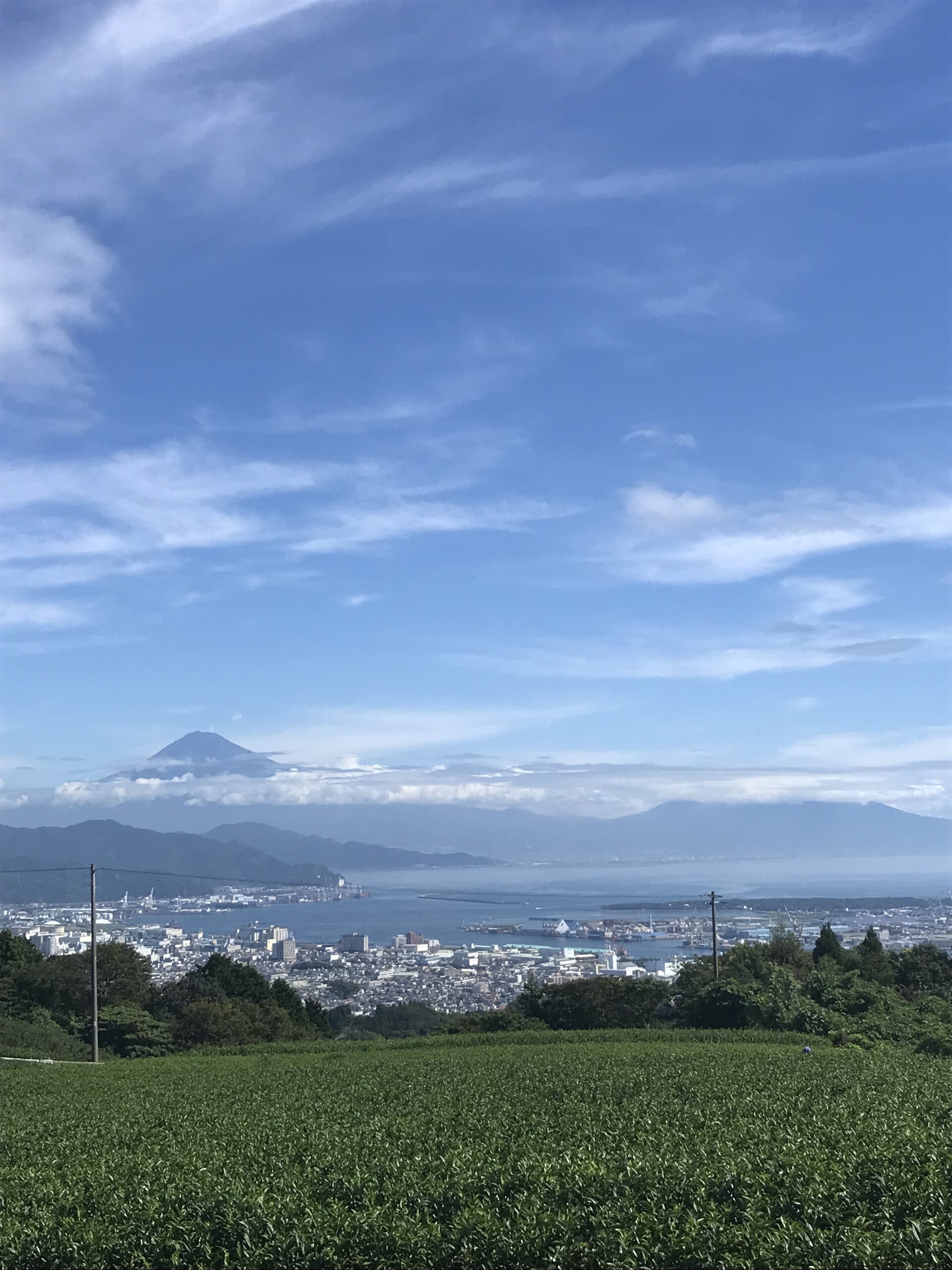 有度丘陵の茶畑景観