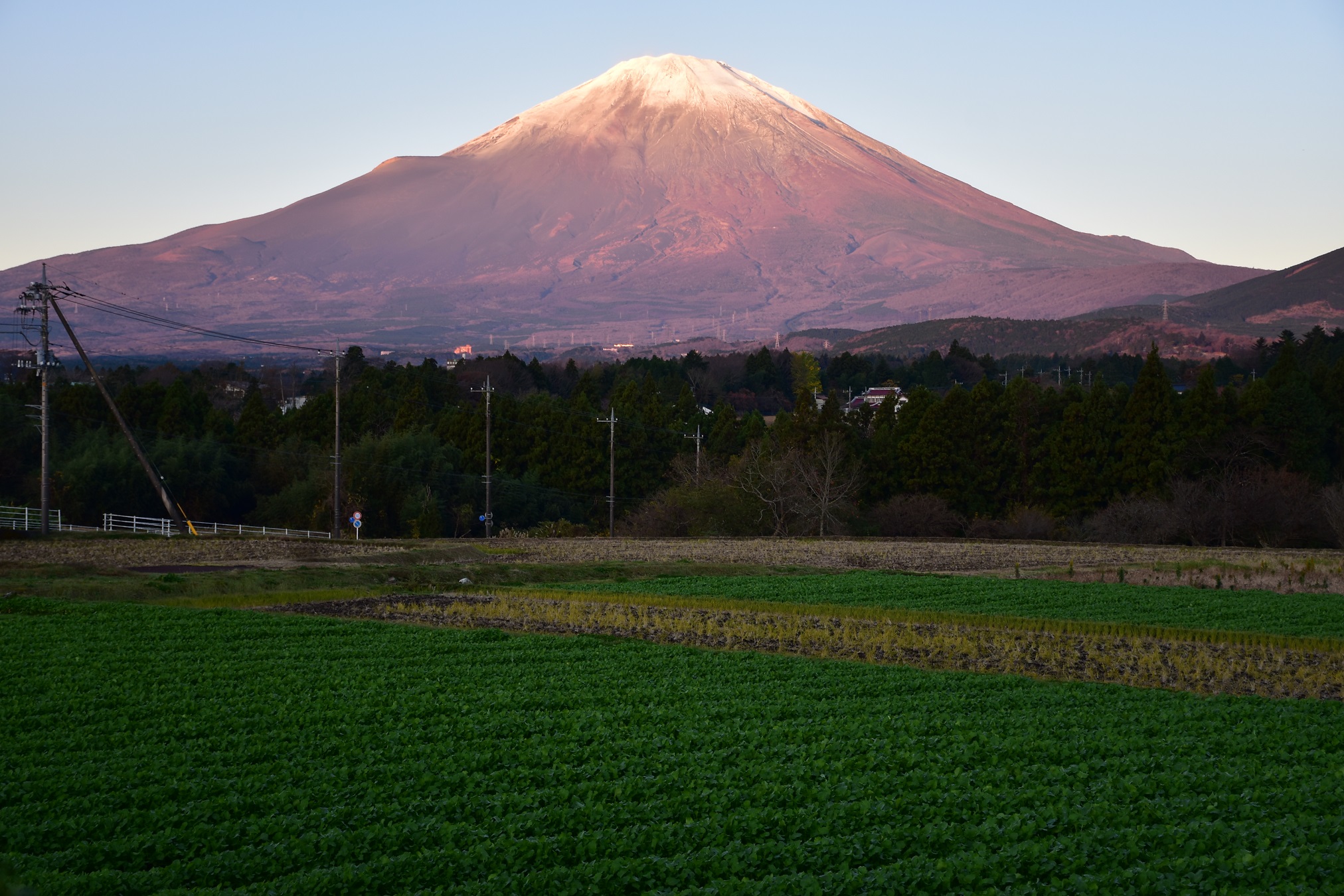 小山の水かけ菜栽培景観
