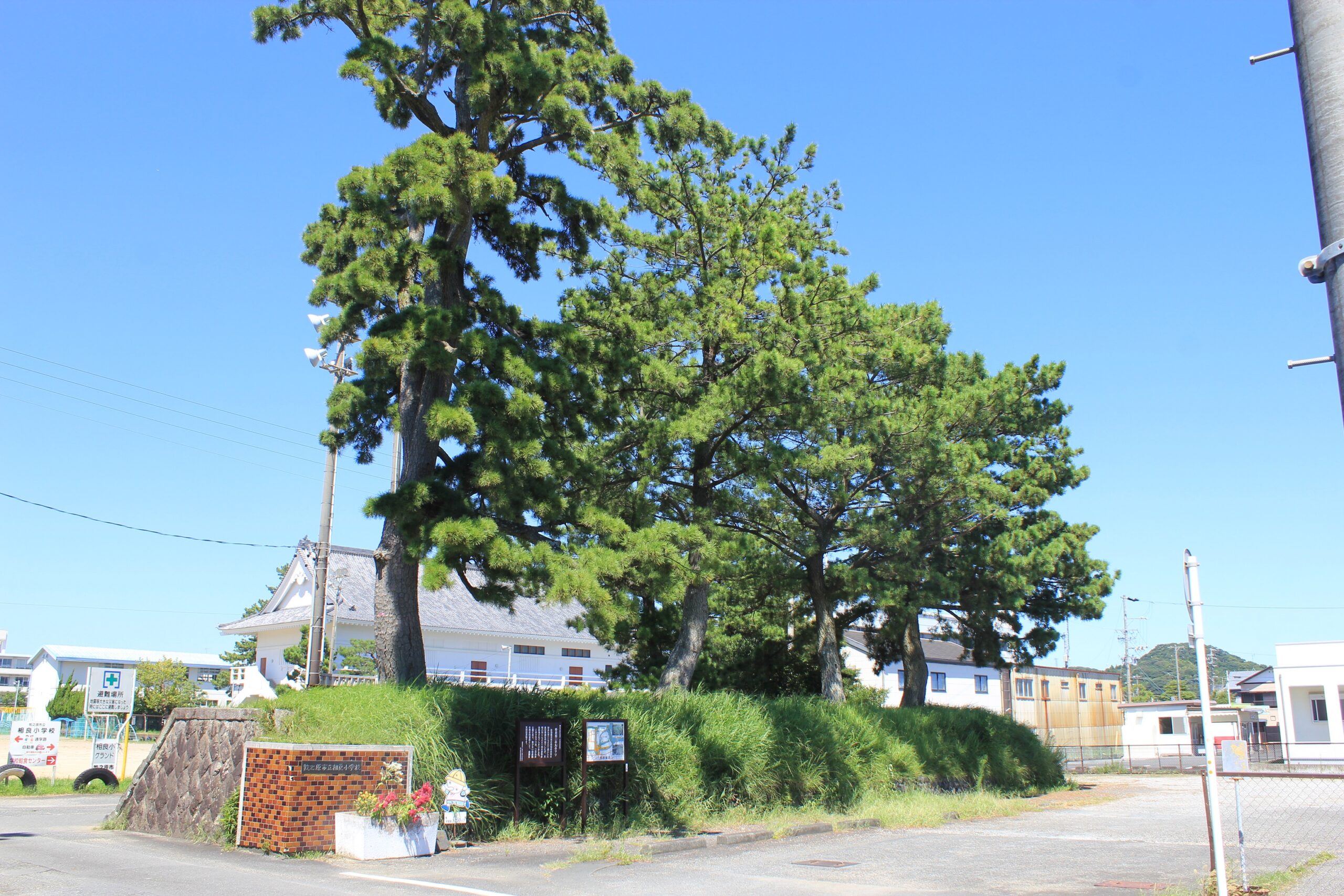 相良城二の丸のマツ