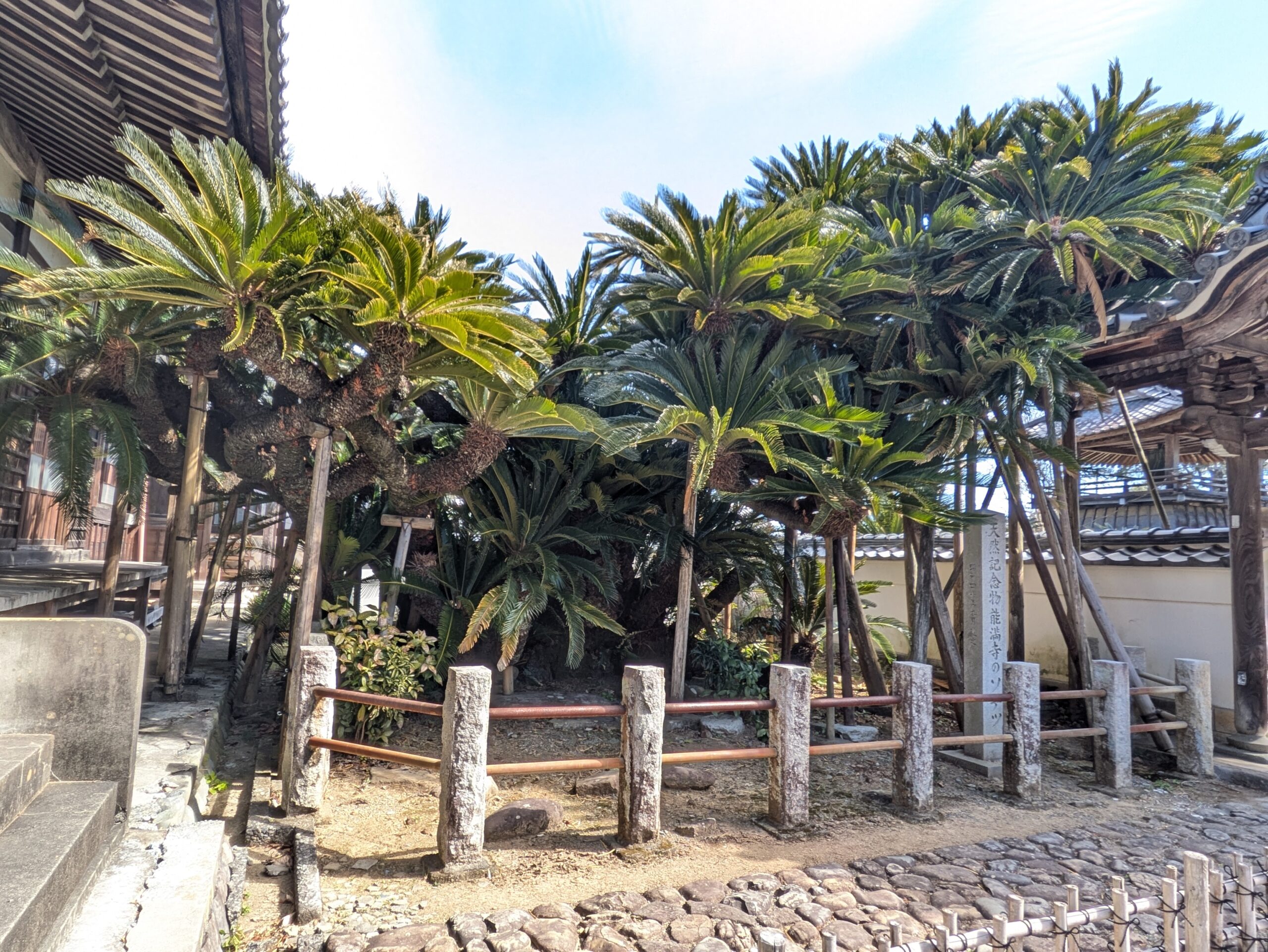 能満寺のソテツ