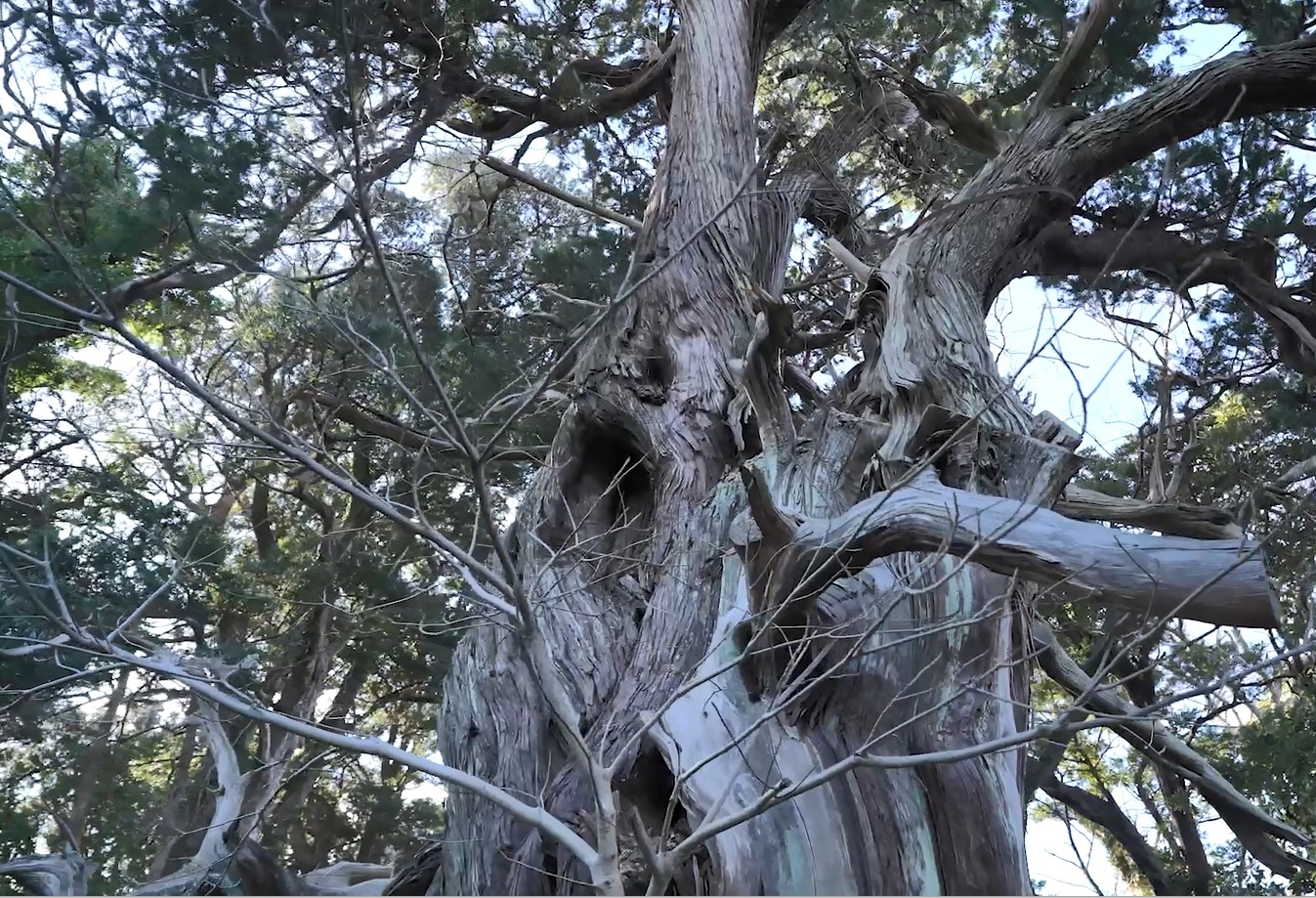 大瀬崎のビャクシン樹林