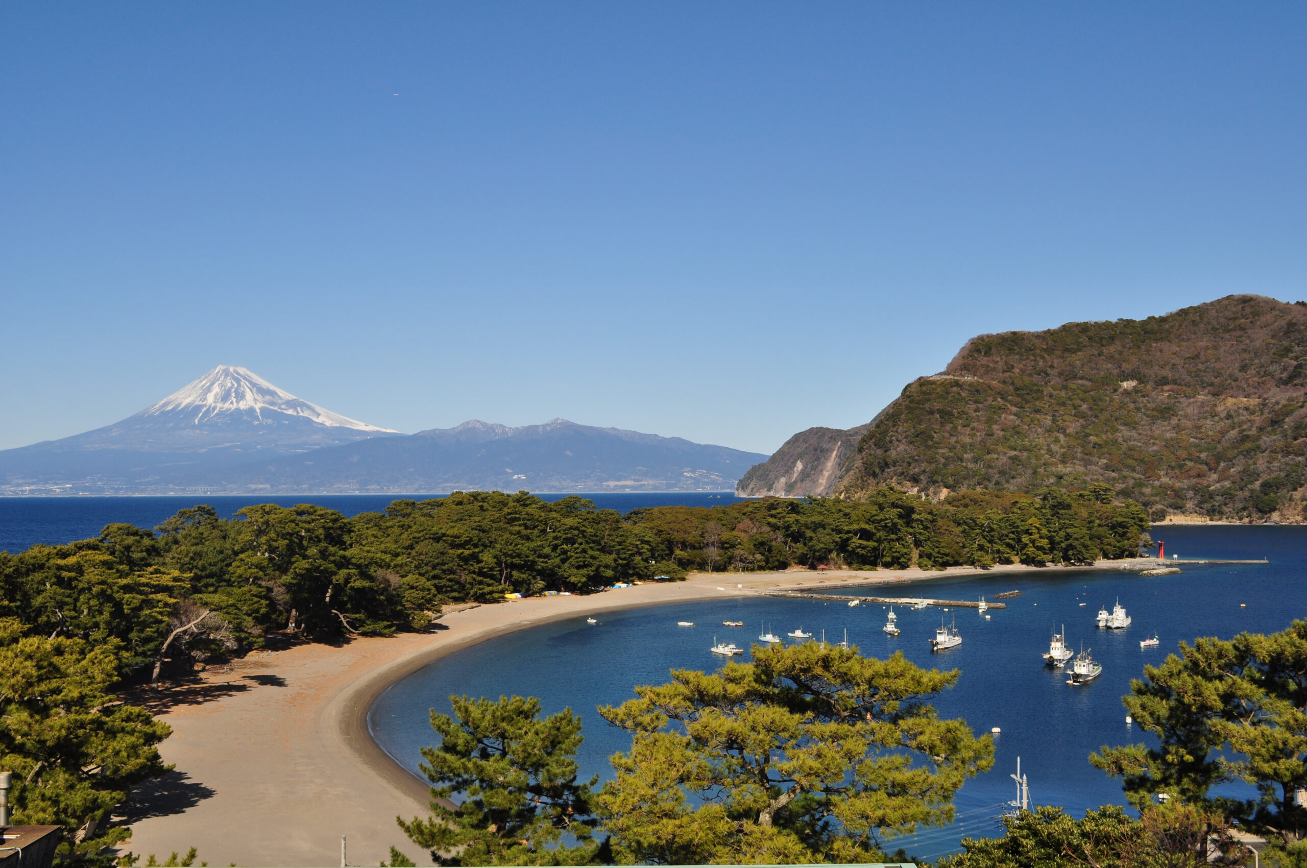 御浜岬のイヌマキ群生地